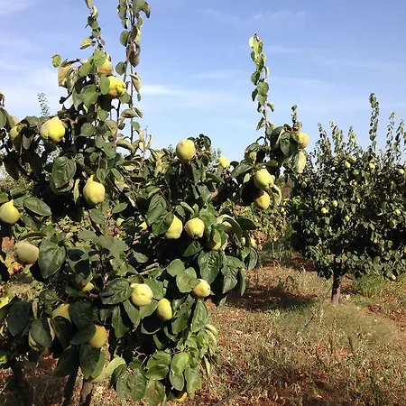 Mele Séjour à la ferme Copertino