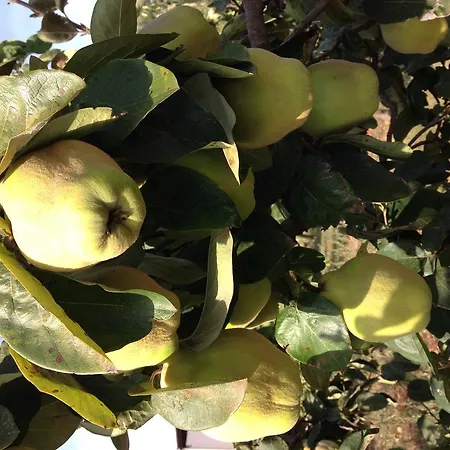 Mele Séjour à la ferme