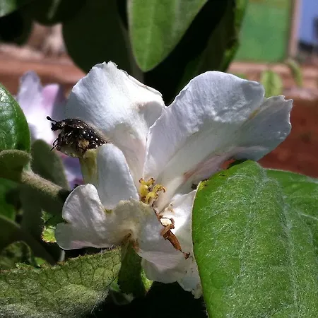 Séjour à la ferme Mele *
