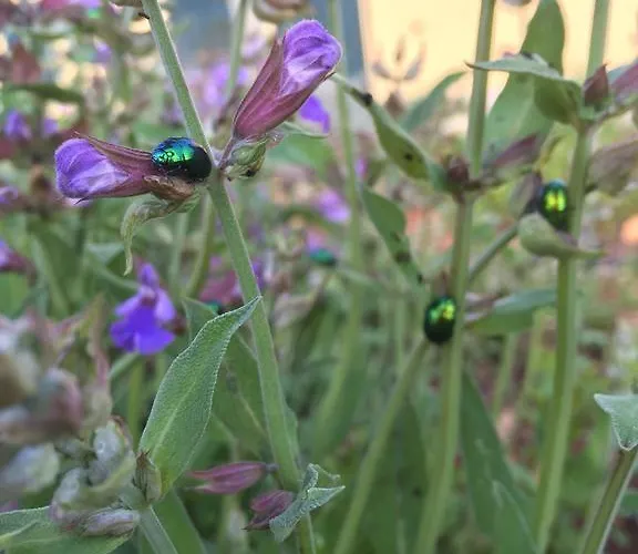 Agriturismo Mele Bauernhof