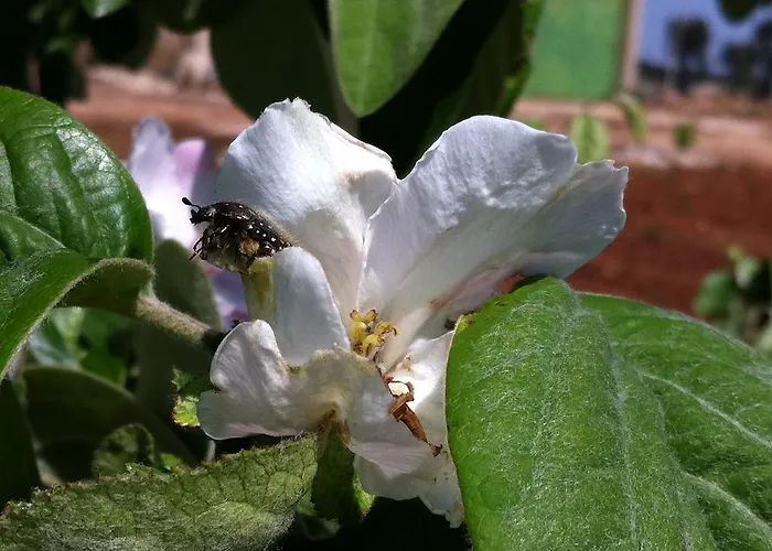 Bauernhof Agriturismo Mele *